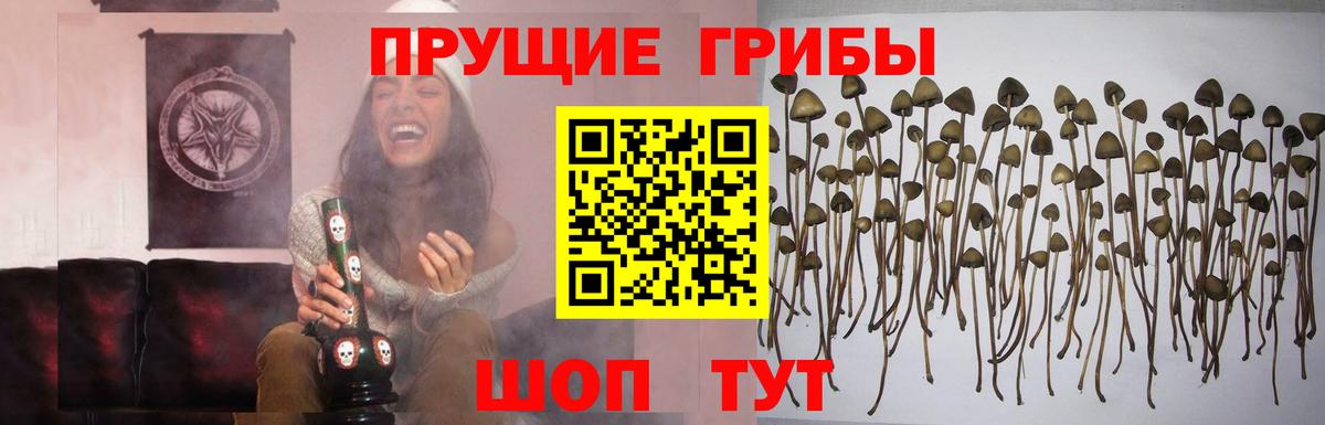 Псилоцибиновые грибы MAGIC MUSHROOMS  Вход с VPN  Волоколамск 